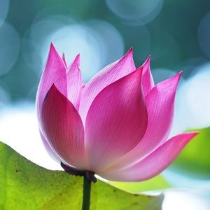 Meet your Posher, Monica